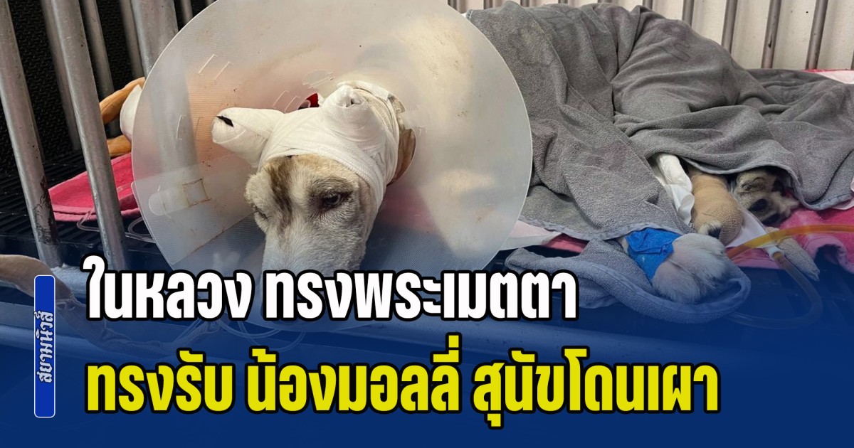 ในหลวง ทรงพระเมตตา ทรงรับ น้องมอลลี่ สุนัขไซบีเรียนโดนเผา ไว้ในพระบรมราชานุเคราะห์