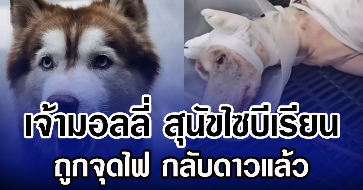 เจ้ามอลลี่ สุนัขไซบีเรียน ถูกจุดไฟ กลับดาวแล้ว