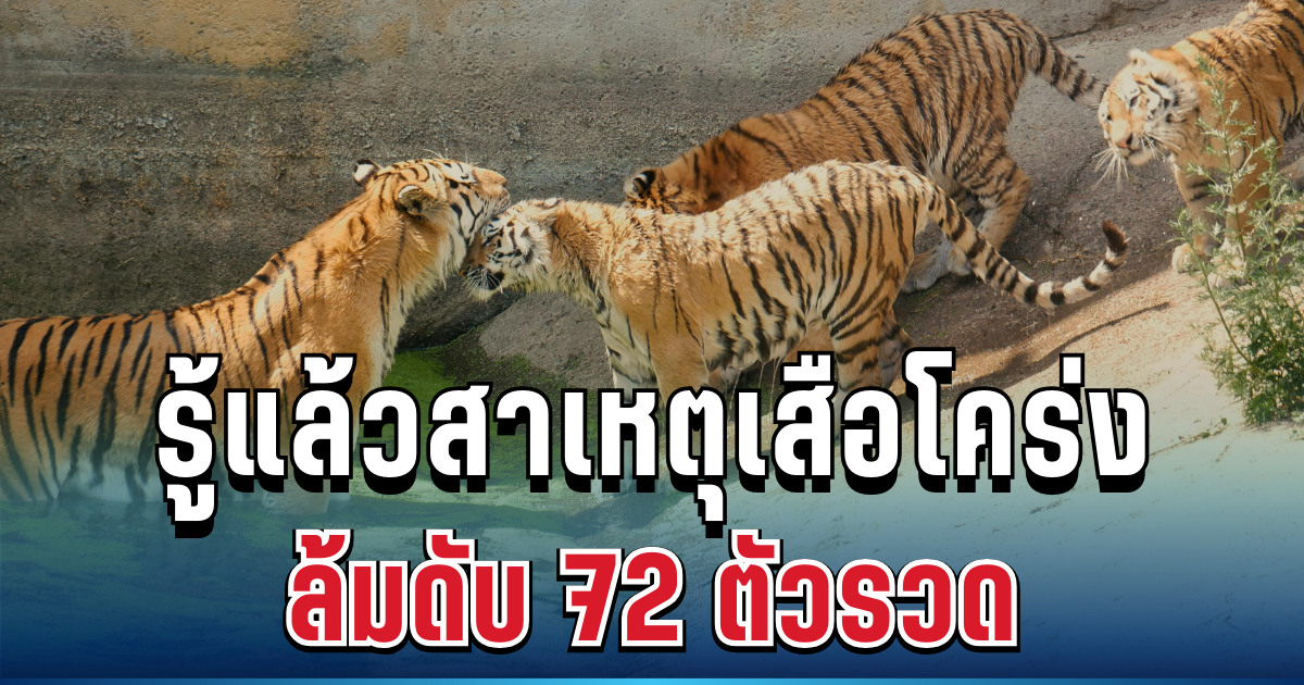 รู้แล้ว! ต้นเหตุที่แท้จริง เสือโคร่งล้มดับ 72 ตัวรวด สะเทือนวงการอนุรักษ์