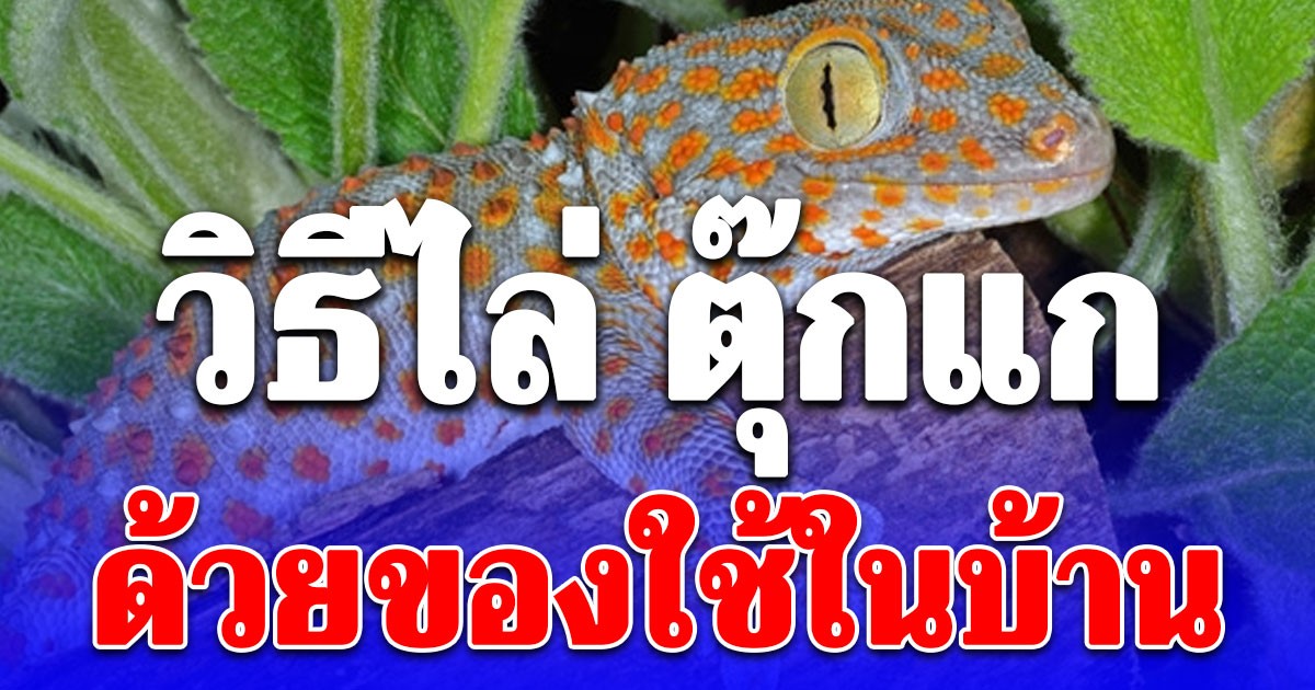 รู้งี้ทำนานแล้ว! วิธีไล่ ตุ๊กแก ด้วยของใช้ในบ้าน