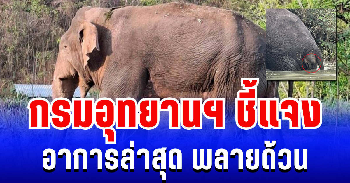 กรมอุทยานฯ ชี้แจงอาการล่าสุด พลายด้วน หลัง ปชช. จับตาอาการป่วย