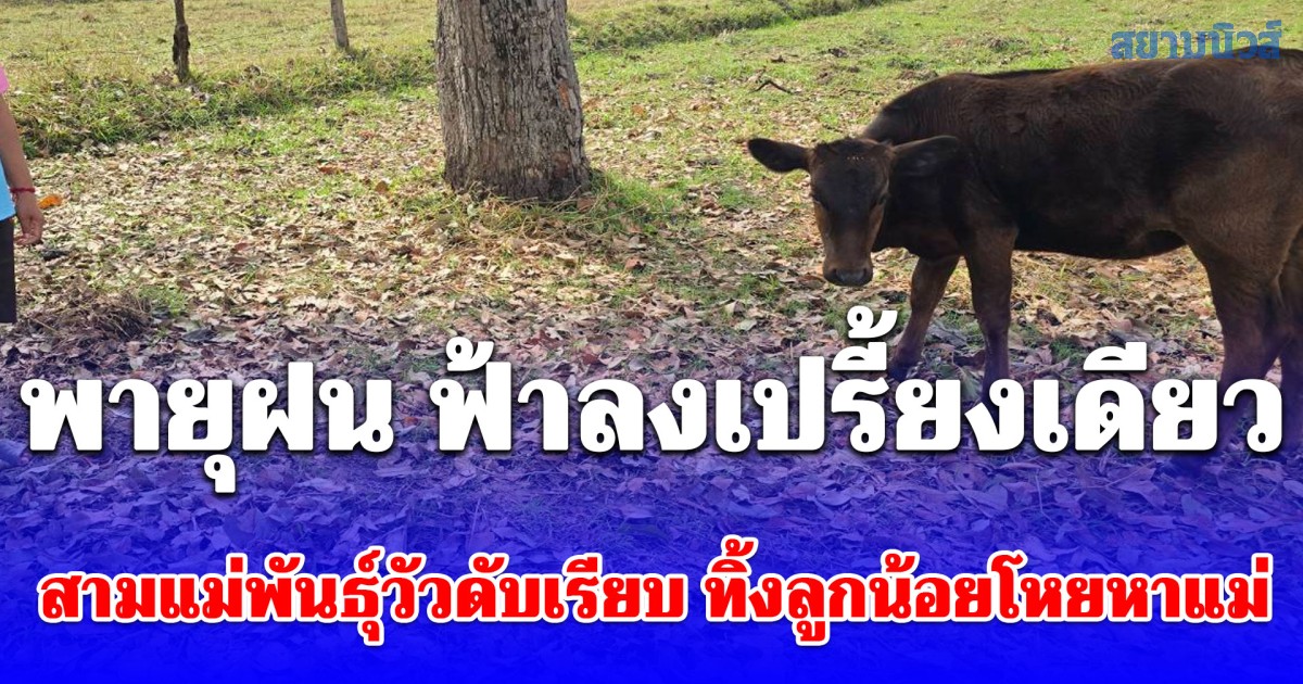 พายุฝน ฟ้าลงเปรี้ยงเดียว สามแม่พันธุ์วัวดับเรียบ ทิ้งลูกน้อยโหยหาแม่