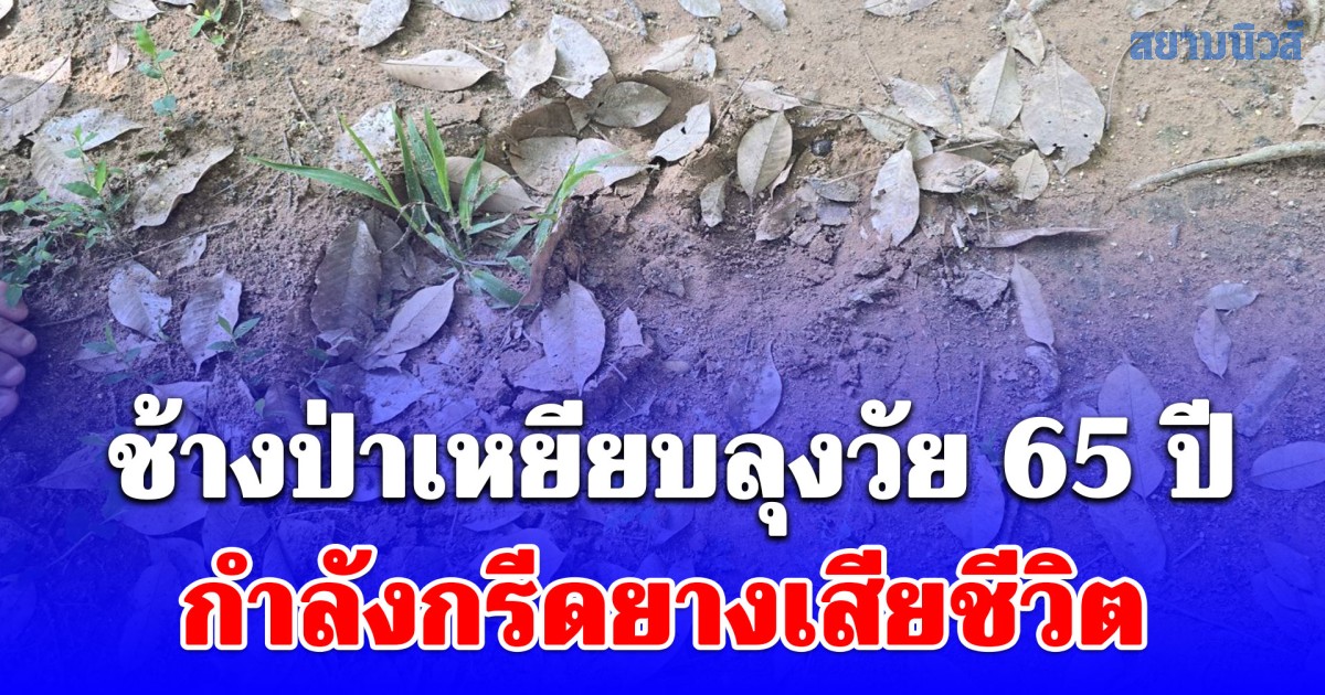 ช้างป่าภูหลวงเหยียบลุงวัย 65 ปี กำลังกรีดยางเสียชีวิต