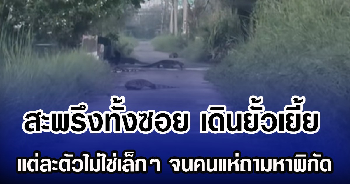 สะพรึงทั้งซอย เดินยั้วเยี้ย แต่ละตัวไม่ใช่เล็กๆ จนคนแห่ถามหาพิกัด
