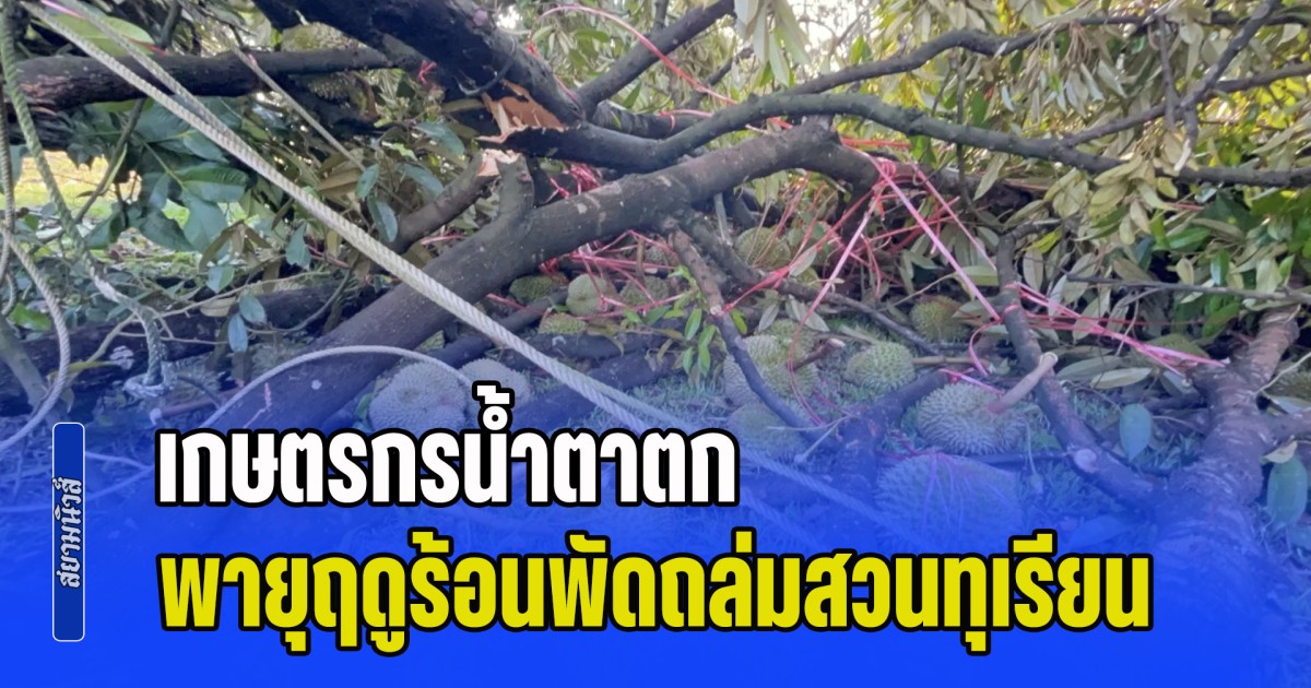 เกษตรกรน้ำตาตก พายุฤดูร้อนพัดถล่ม ทำทุเรียนใกล้เก็บเกี่ยว ร่วงนับหมื่นลูก เสียหายกว่าล้านบาท