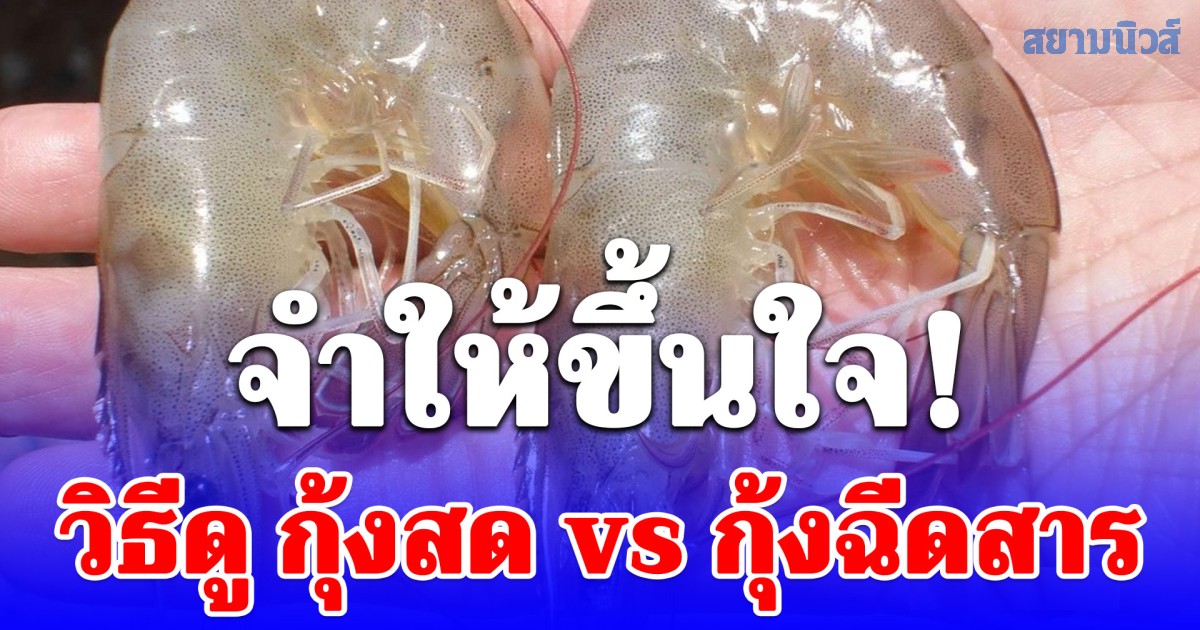 จำให้ขึ้นใจ! วิธีดู กุ้งสด vs กุ้งฉีดสาร
