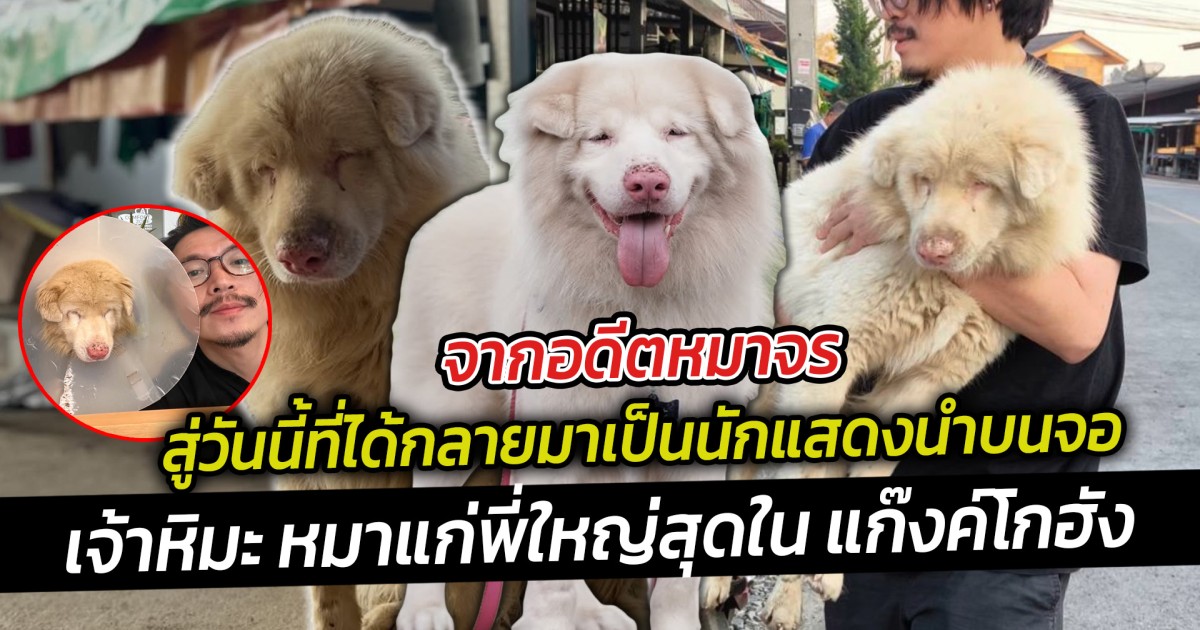 จากอดีตหมาจร สู่วันนี้ที่ได้กลายมาเป็นนักแสดงนำบนจอ สำหรับ เจ้าหิมะ หมาแก่พี่ใหญ่สุดใน แก๊งค์โกฮัง