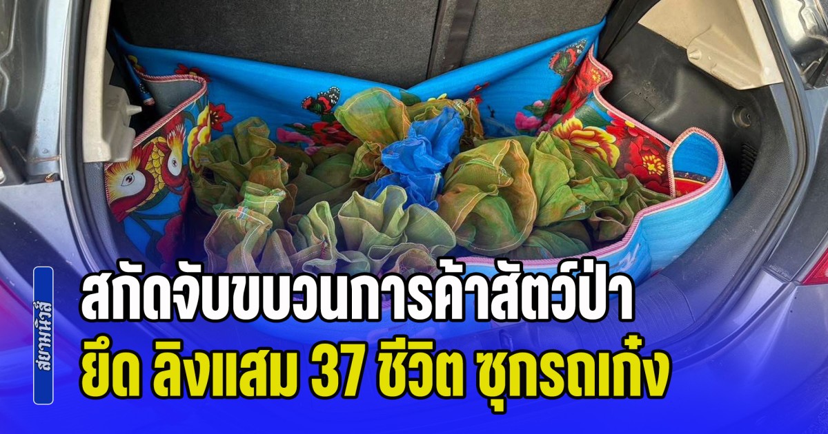 ปทส. สกัดจับขบวนการค้าสัตว์ป่า รวบคาสี่แยก ยึด ลิงแสม 37 ชีวิต ซุกรถเก๋งเตรียมส่งออก