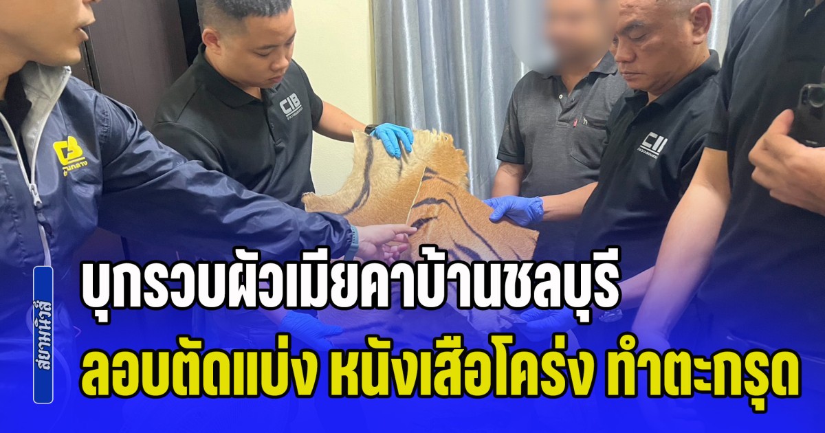 บุกรวบผัวเมียคาบ้านชลบุรี ลอบตัดแบ่ง หนังเสือโคร่ง ทำตะกรุดขายออนไลน์