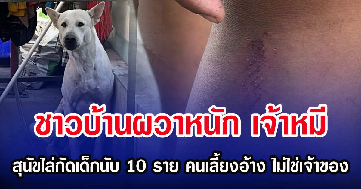 ชาวบ้านผวาหนัก เจ้าหมี สุนัขไล่กัดเด็กนับ 10 ราย คนเลี้ยงอ้าง ไม่ใช่เจ้าของ