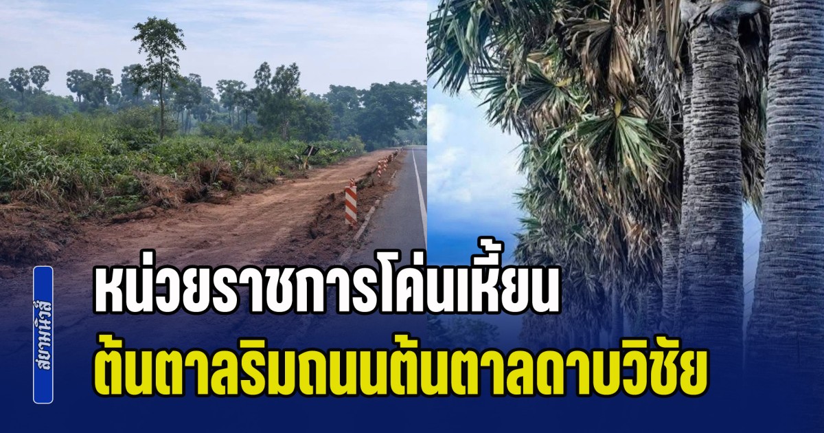 วันชัย ตัน โพสต์เดือด หน่วยราชการโค่นเหี้ยน ต้นตาลริมถนนต้นตาลดาบวิชัย ที่อดีตนายตำรวจชื่อดังปลูก