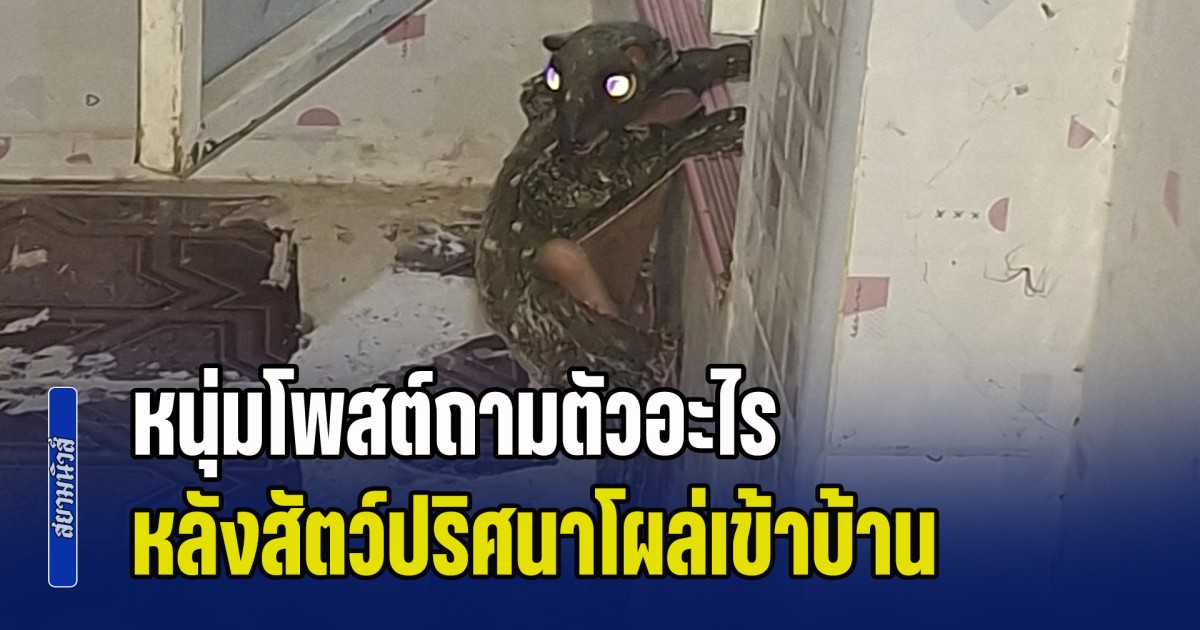 หนุ่มโพสต์ถามตัวอะไร หลังสัตว์ปริศนาโผล่เข้าบ้าน หลายคนเพิ่งเคยเห็นใกล้ ๆ ชาวเน็ตแห่เฉลย คุ้นชื่อกันดี