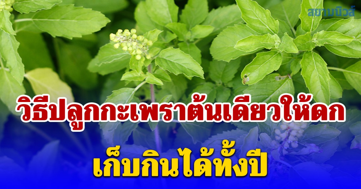 วิธีปลูกกะเพราต้นเดียวให้ดก เก็บกินได้ทั้งปี