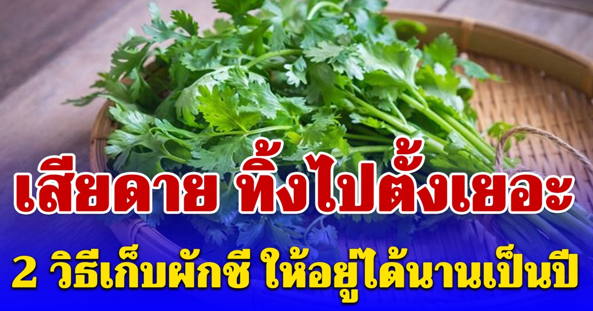 เสียดาย ทิ้งไปตั้งเยอะ 2 วิธีเก็บผักชี ให้อยู่ได้นานเป็นปี