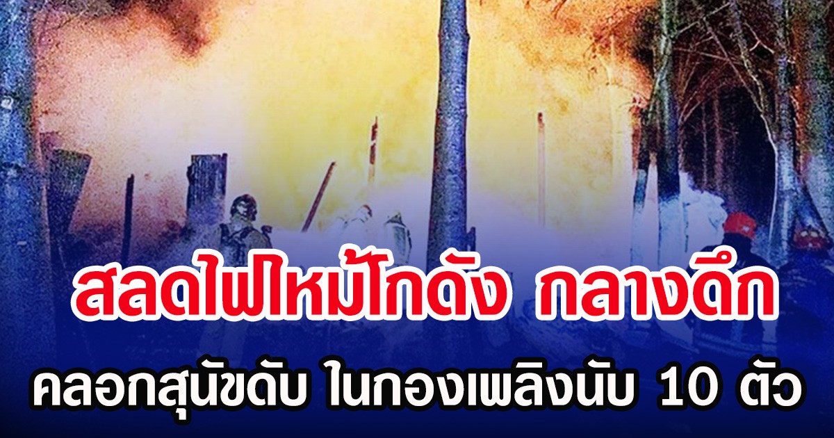 สลดไฟไหม้โกดัง กลางดึก คลอกสุนัขดับ ในกองเพลิงนับ 10 ตัว