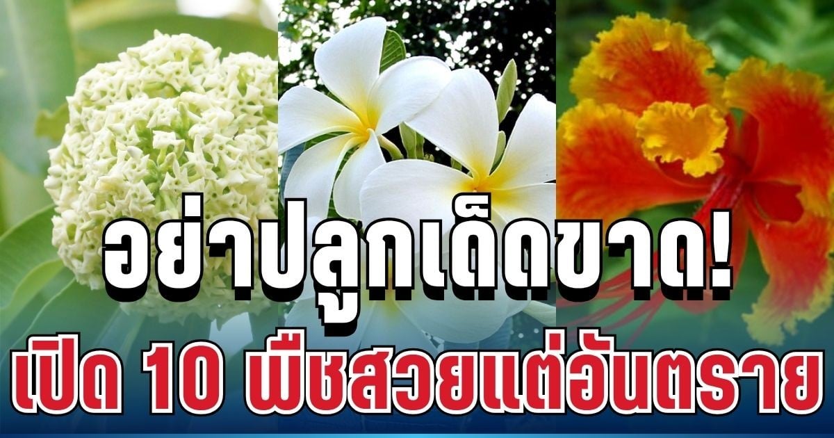 อย่าปลูกเด็ดขาด! เปิด 10 พืชสวยแต่อันตราย เสี่ยงถึงชีวิต หลายบ้านยังมีอยู่