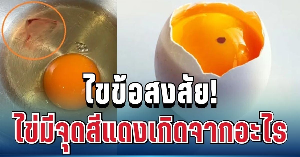 ไขข้อสงสัย! ไข่มีจุดสีแดงเกิดจากอะไร สรุปกินได้ไหม หลายคนเข้าใจผิด