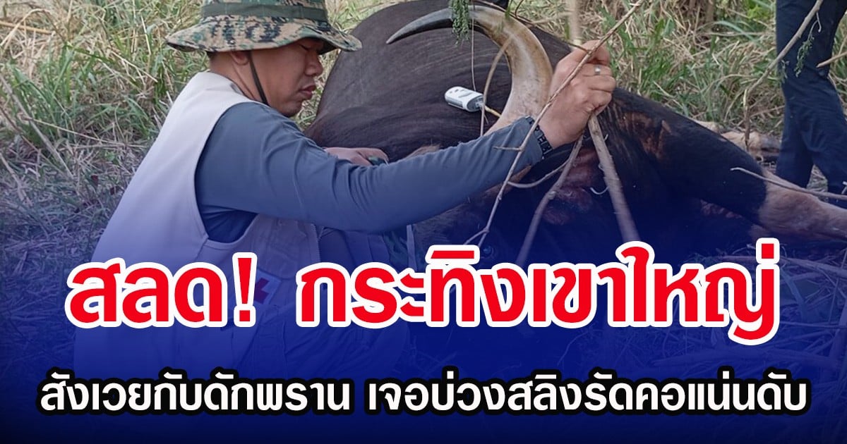 สลด! กระทิงเขาใหญ่ สังเวยกับดักพราน เจอบ่วงสลิงรัดคอแน่นดับ