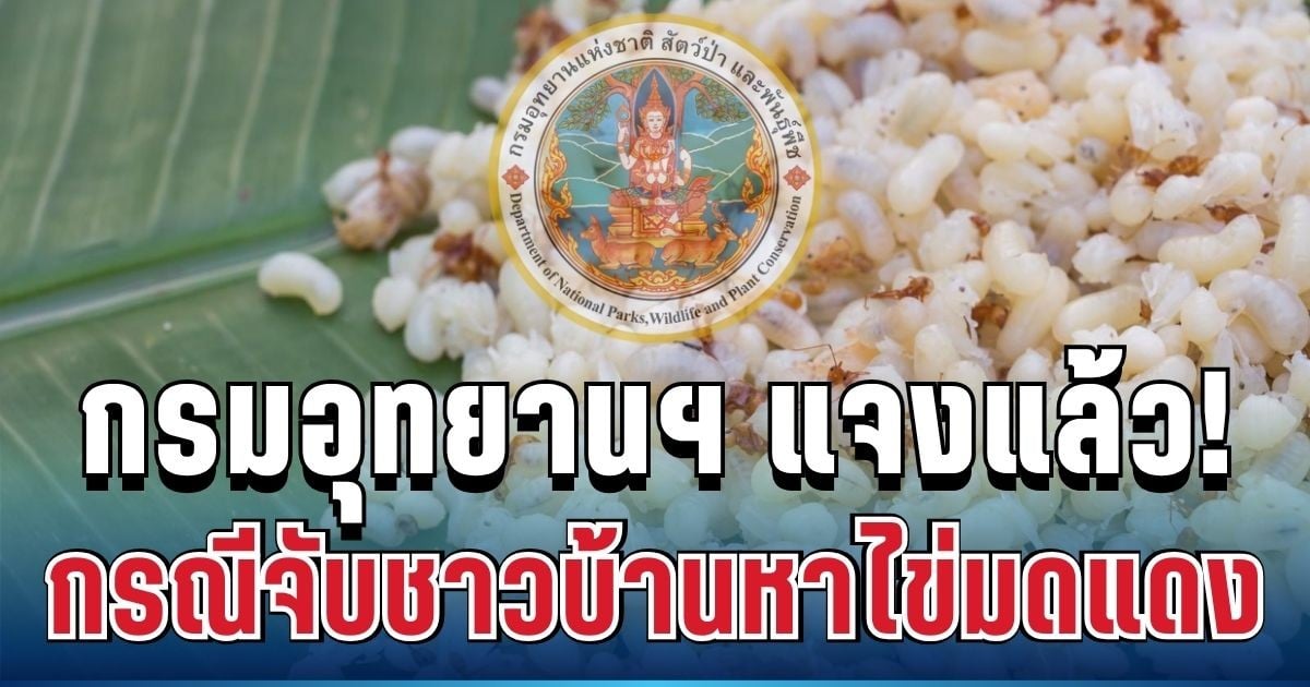 วิจารณ์สนั่น! กรมอุทยานฯ แจงแล้ว กรณีจับชาวบ้านหาไข่มดแดงกลางป่า